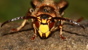 Шершень обыкновенный  - голова