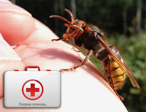 Неотложная помощь при укусе шершня