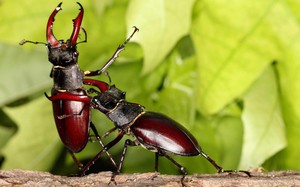 Жук олень-описание