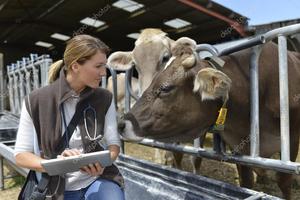 Лечение крупногорогатого скота