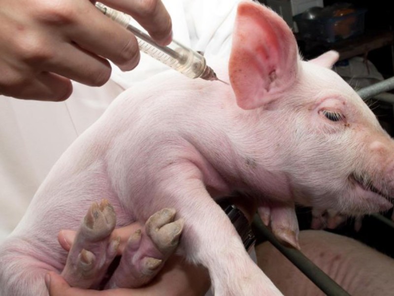 для свиней Амоксициллин для свиней