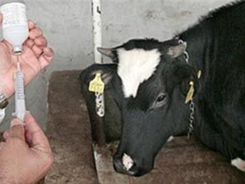 Для коров Амоксициллин для коров