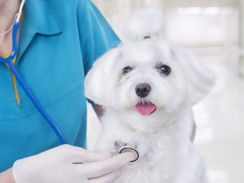 Для собак Амоксициллин для собак