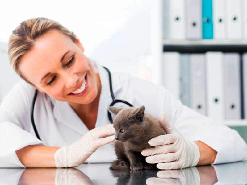 Для кошек Амоксициллин для кошек