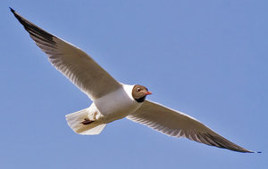 Чайка озерная: перелетная птица или зимует на месте?