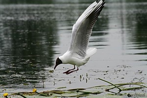 Чайка озерная на охоте