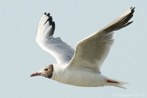 Линька у речной чайки