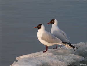 Речные чайки - миграция