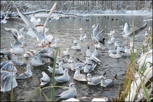 Где зимуют чайки