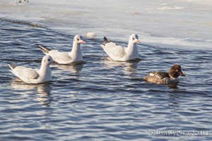 Птицы в зимнее время