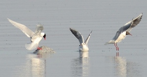 Речные чайки после перелета