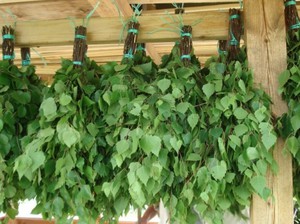 Веники березовые на зиму