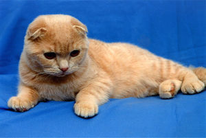 Уход за шотландским вислоухим котёнком: содержание и советы