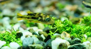 Уход за карликовым и зелёным тетрадоном: содержание и условия