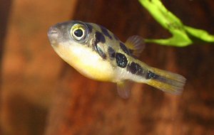 Тетрадон-обзор