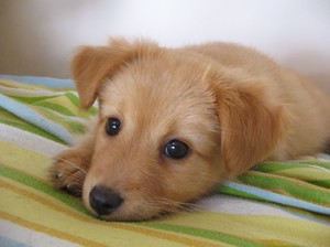 Как определить пол щенка: простые и надежные способы