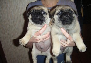 Способы отличить мальчика от девочки