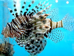 Жизнь и поведение рыбы-крылатки: особенности и факты