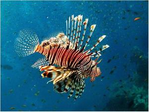 Полосатая крылатка или рыба-лев 