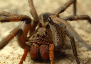 Самые ядовитые животные мира: где живут и насколько опасны