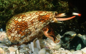 Описание самых ядовитых обитателей морей