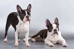 Породы собак, которые почти не линяют: топ-10 для чистоты в доме