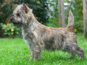 Перечень декоративных не линяющих пород собак