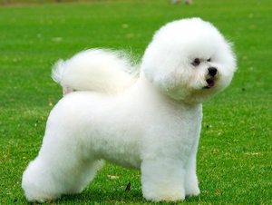 Описание собак породы Бишон Фризе