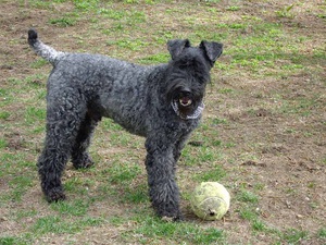 Характеристика собак породы Керри блю терьер