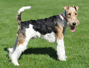 Характерные качества Фокстерьеров жёсткошерстных