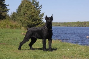 Описание собак породы Ризеншнауцер