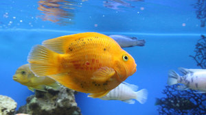 Обитатель аквариума