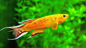 Жизнедеятельность аквариума