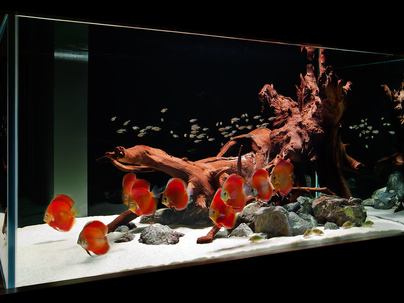 Аквариум четвертый Аквариум 4