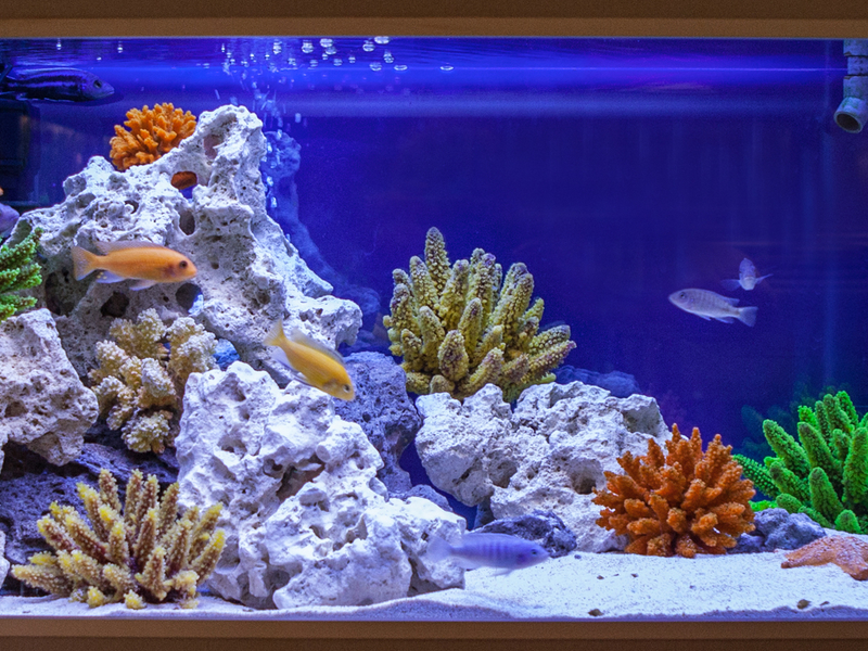 Аквариум пятый Аквариум 5