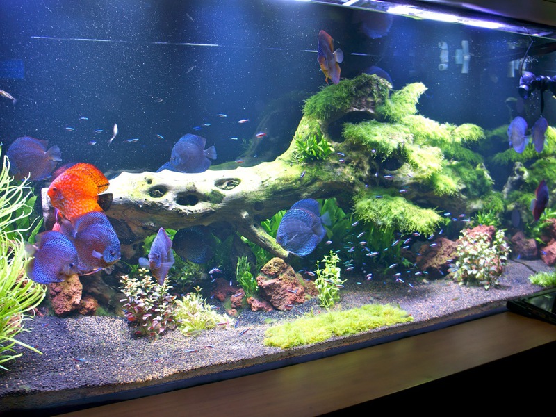 Аквариум шестой Аквариум 6