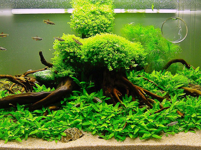 Аквариум седьмой Аквариум 7