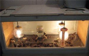 Брудер своими руками