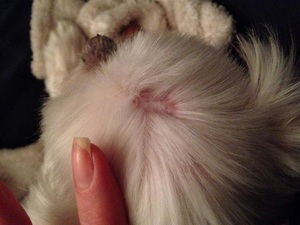 Фармакологическое действие препарата Фунгин и показания к применению