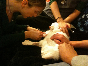 Эвтаназия кошек и собак: когда и как это делают