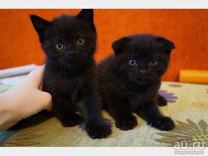 Уход за шотландским котёнком