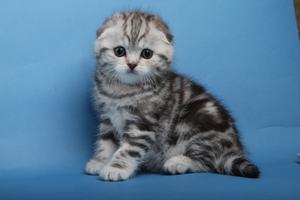 Подготовка жилища к появлению шотландского котенка