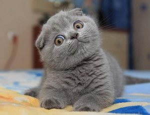 Обустройство жилища для шотландского котенка