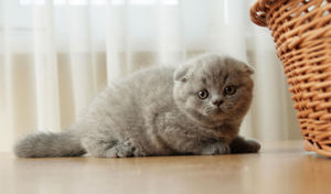 Прививки для скоттиш-фолда