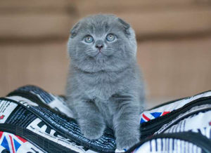 Приучение котенка к лотку