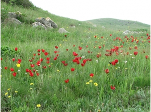Растения степи: особенности, виды и адаптация к условиям среды