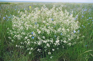 Катран татарский