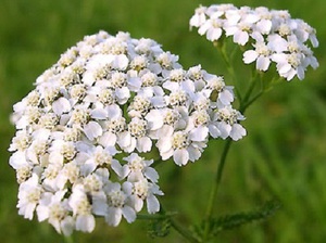 Тысячелистник обыкновенный