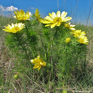 Адонис весенний