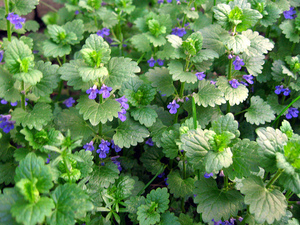 Будра плющевидная